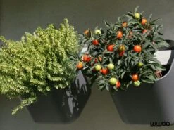 WWOO Designbeton-Outdoorküche Paco -Barbecue Grill Geschäft kitchen garden 8